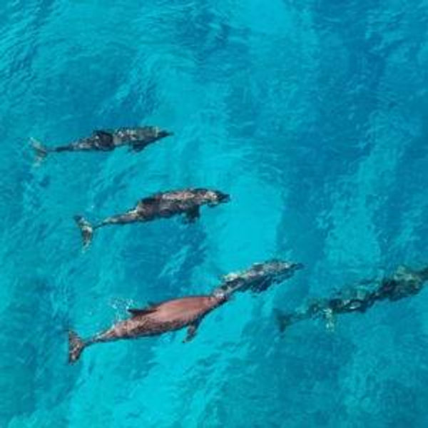 Dolphin Safari for two