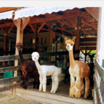 Apple Mountain Alpacas