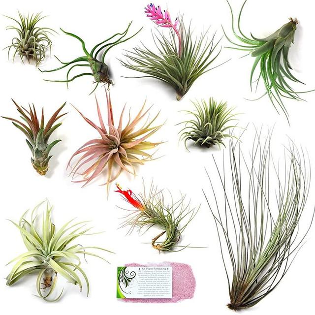 Air Plant Shop's Grab Bag of 10 Small + Medium Plants + Fertilizer Packet - Free PDF Air Plant Care eBook with Every Order - House Plants - Air Plant Variety - Fast Shipping from Florida