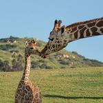 San Diego Zoo Safari Park