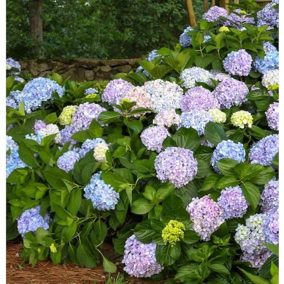 5 Gal Hydrangea Plant
