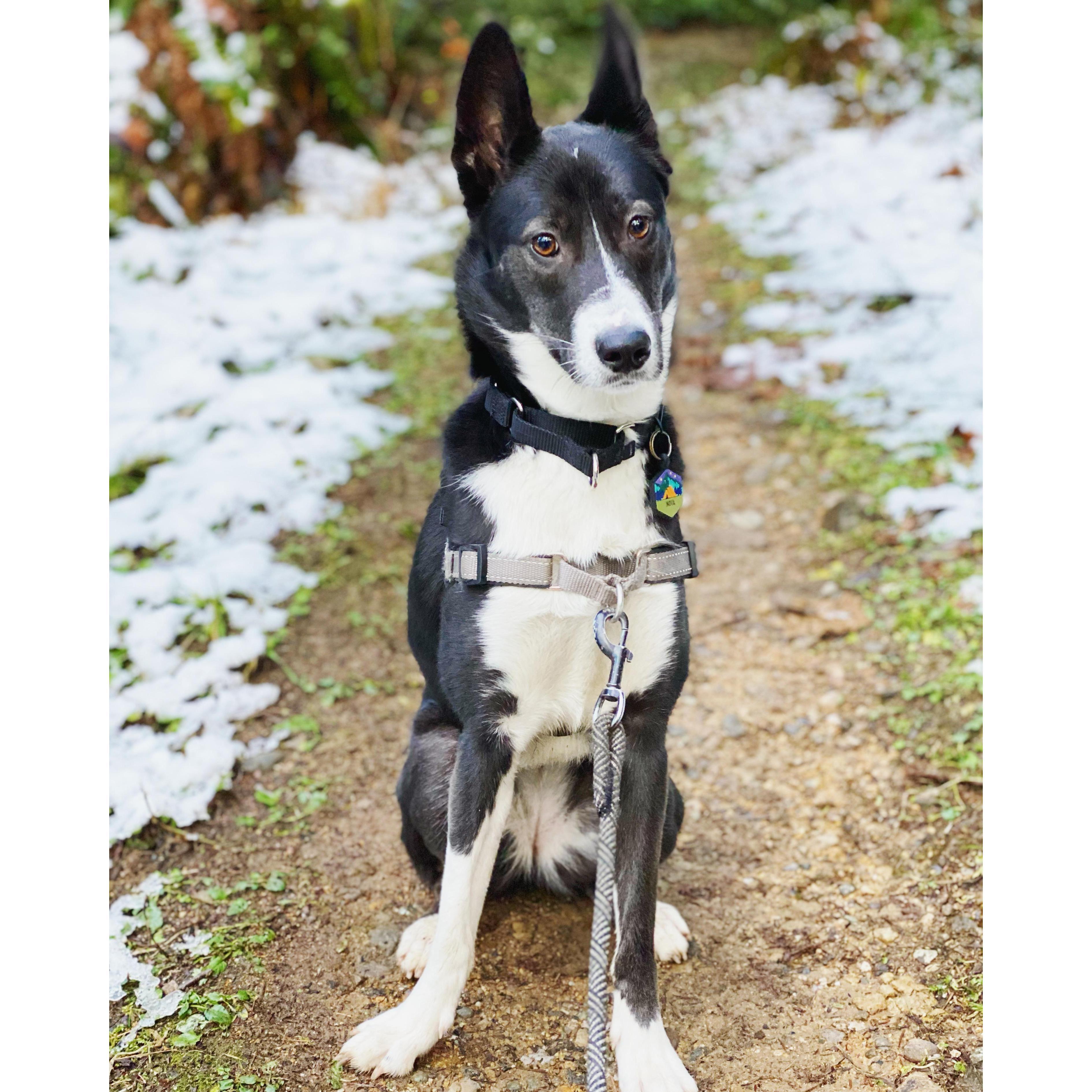 Our newest family member, Nova, joined the pack in July 2020