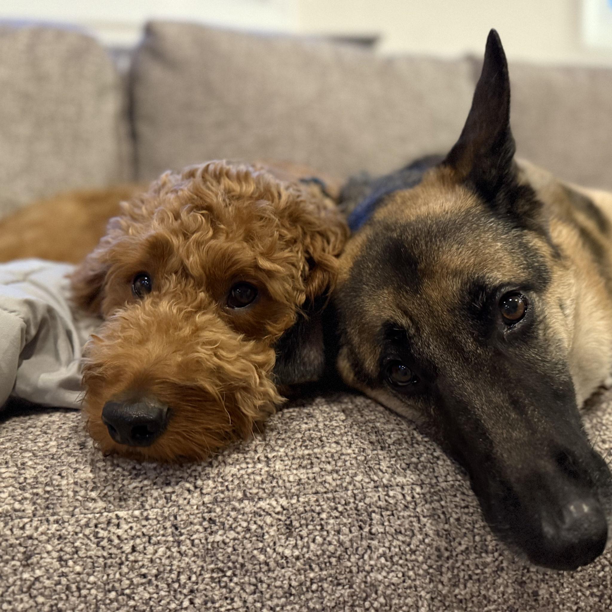 Brothers from other mothers - our precious boys Leo & Dex. They are inseparable!