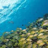 Scuba Diving & Snorkeling in Isla Mujeres