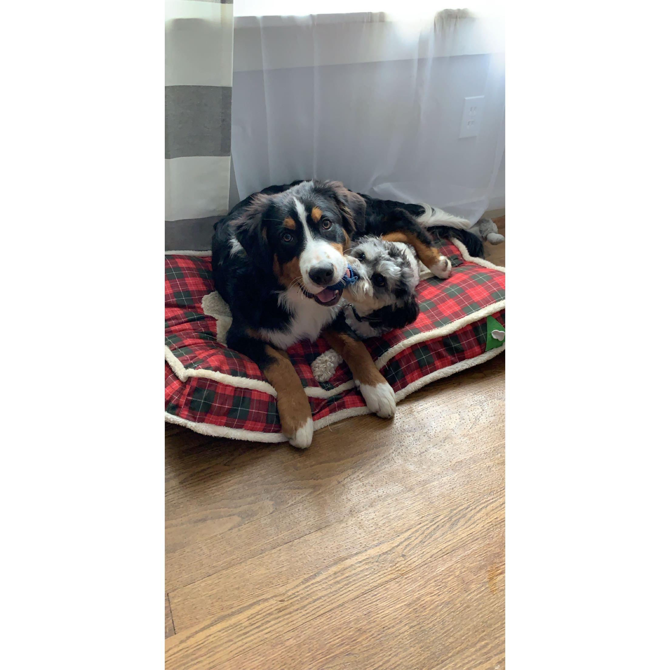 The pups