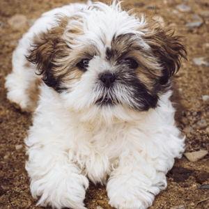 Small Dog Fund