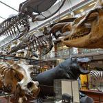 The Dead Zoo (aka Natural History Museum)