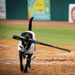 Activities - Greensboro Grasshoppers