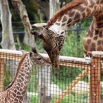 Santa Barbara Zoo