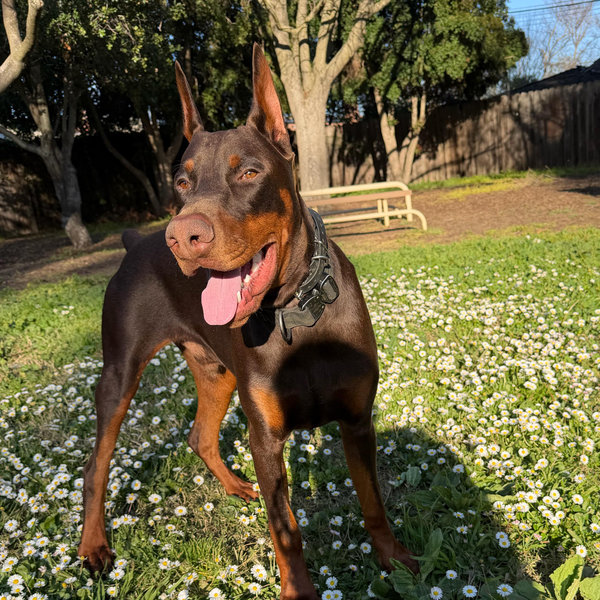 Year's Supply Of Treats for Zeus