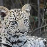 Tenikwa Wildlife Awareness Centre