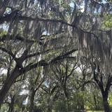 Brookgreen Gardens