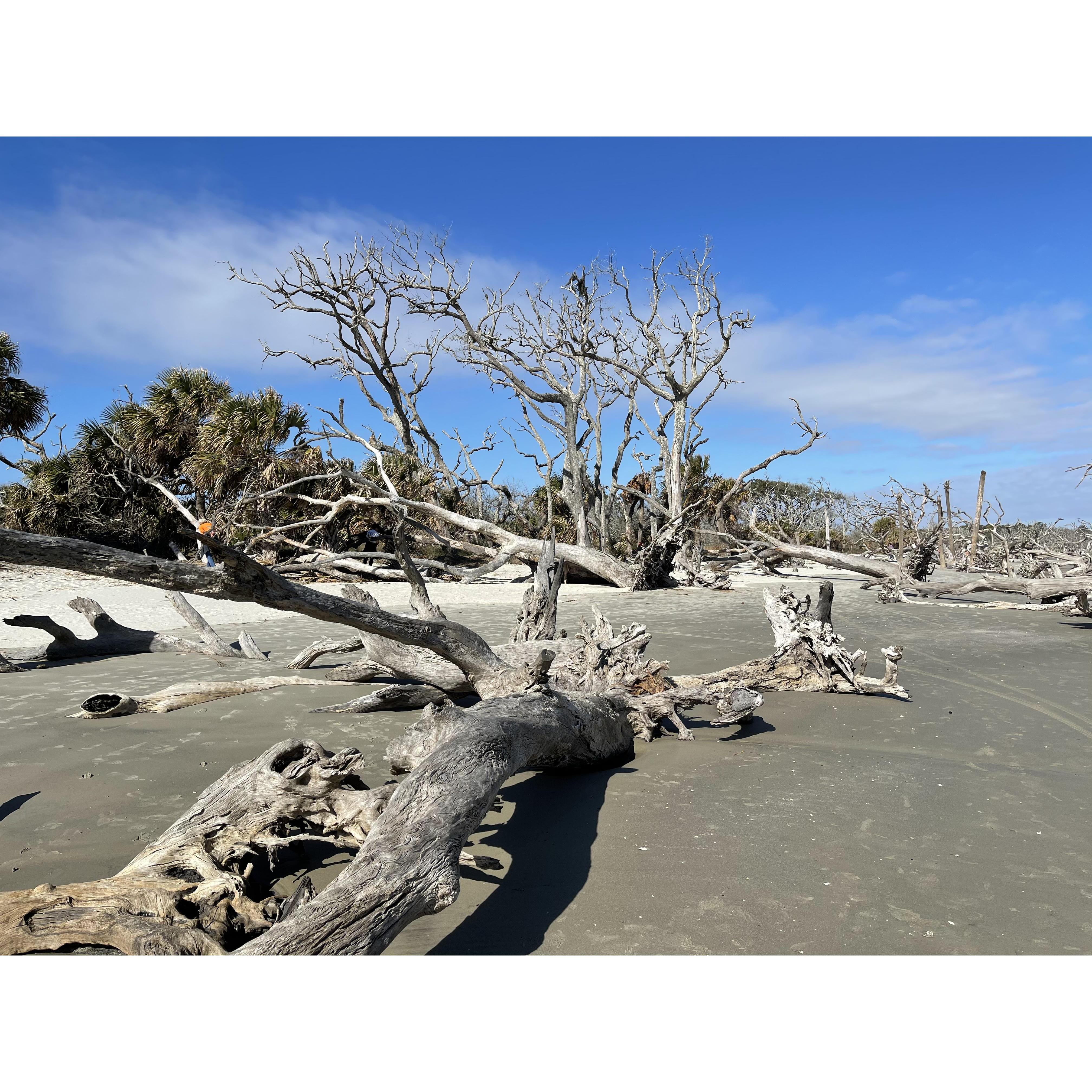 Driftwood Beach is a must see and beautiful spot for pictures!