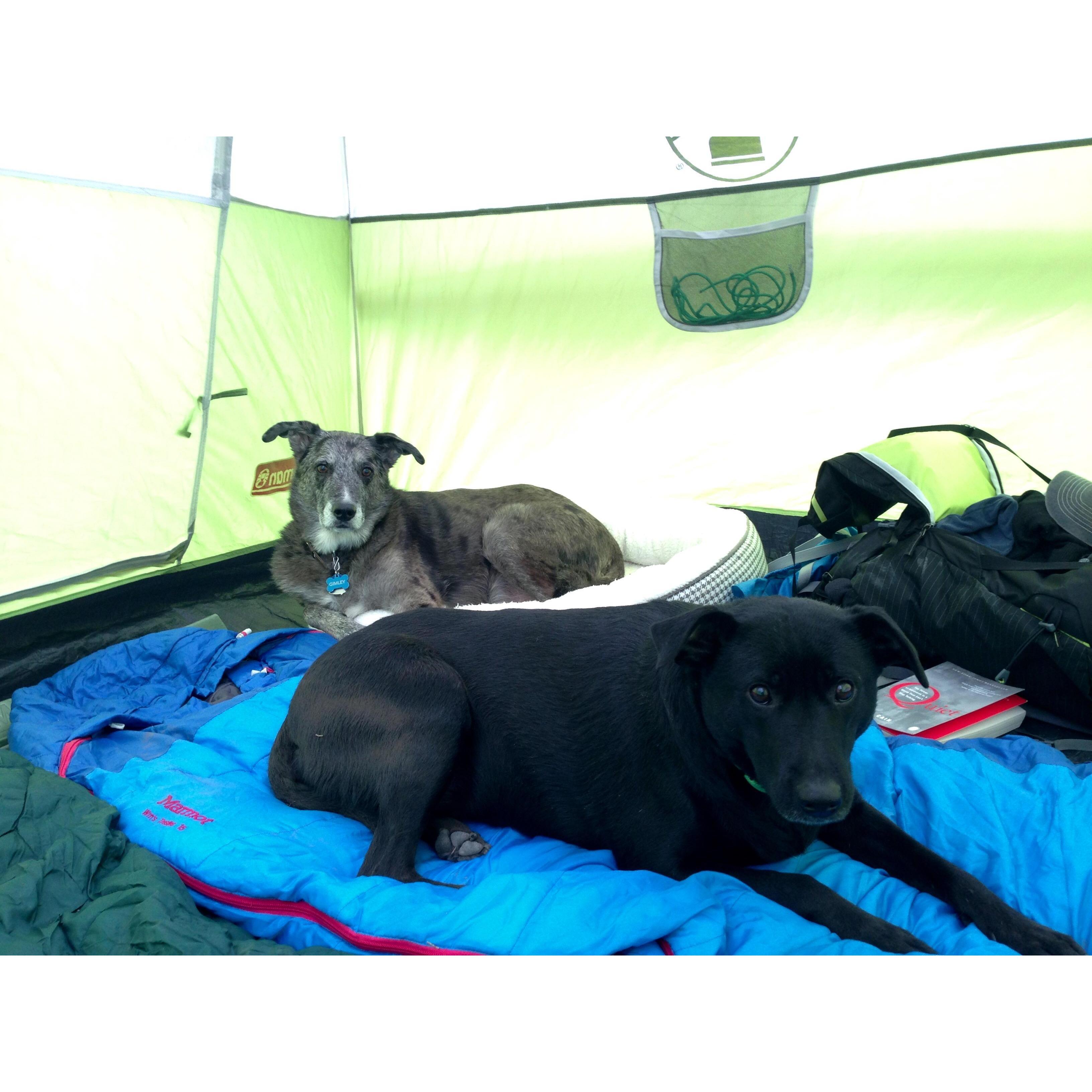 More happy camping dogs