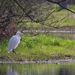 Madrona Marsh Preserve