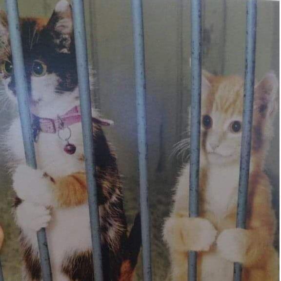 Ha! Jokima and one of her Best Friends, Jill in jail, somewhere!