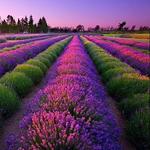 Purple Haze Organic Lavender Farm