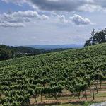 Point Lookout Vineyards