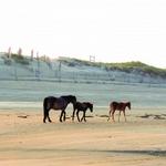 Corolla Wild Horse Tours