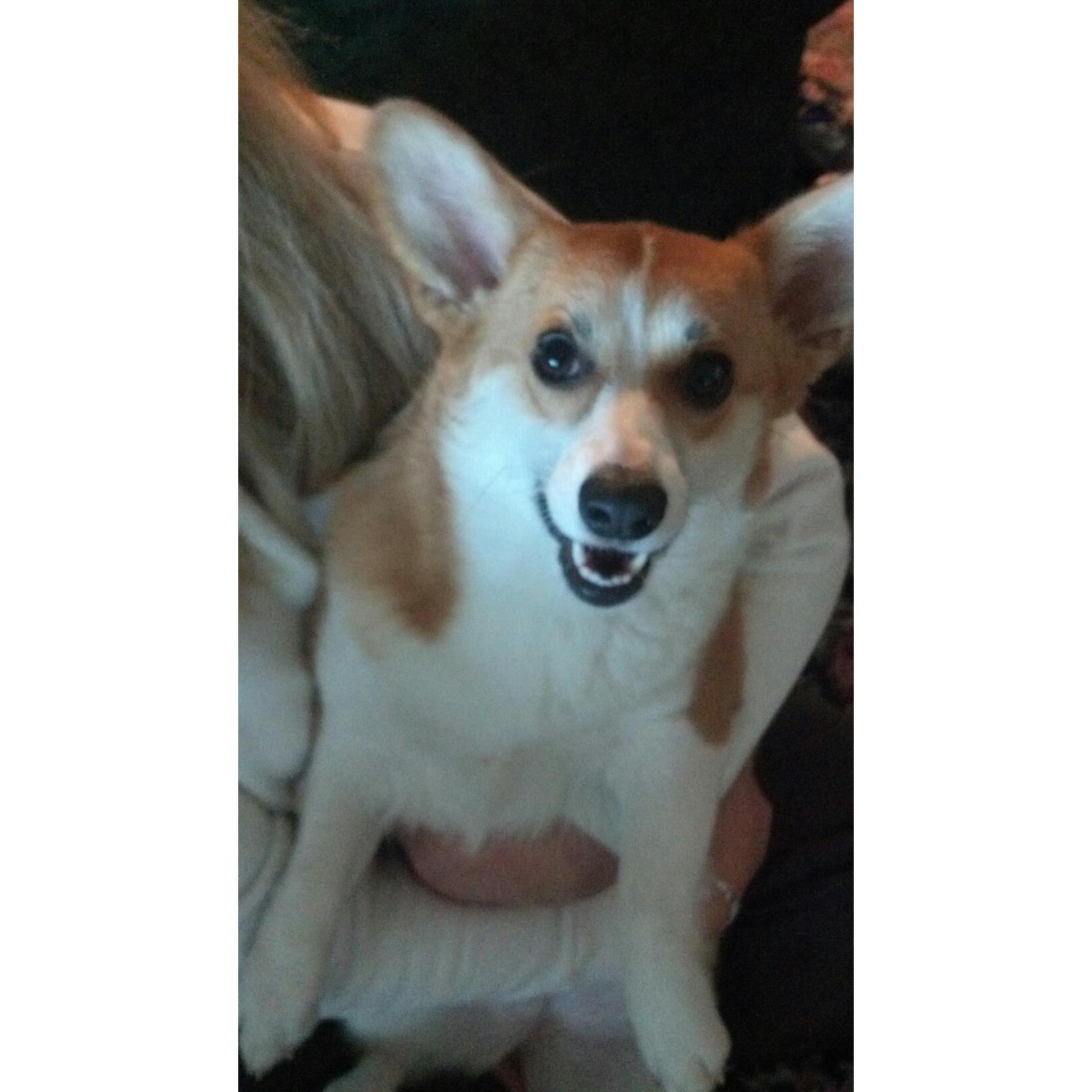 Carly - She was part of the family!