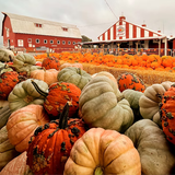 The Pumpkin Patch on Sauvie Island, Portland's original