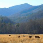 Cataloochee Valley Overlook