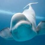 Shedd Aquarium