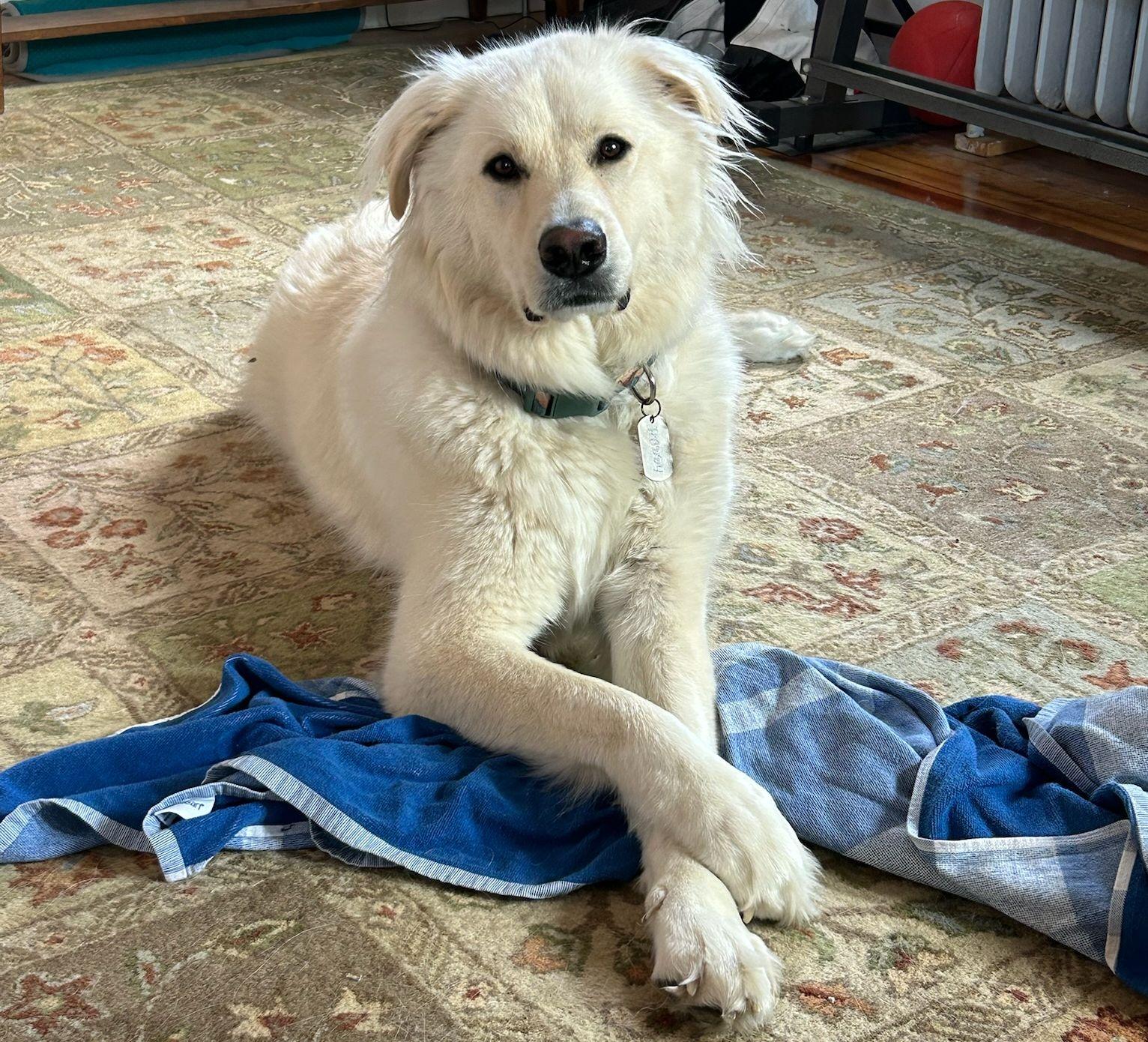 The Wedding Website of Orla Power and Joshua Little