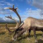 Cairngorm Herd