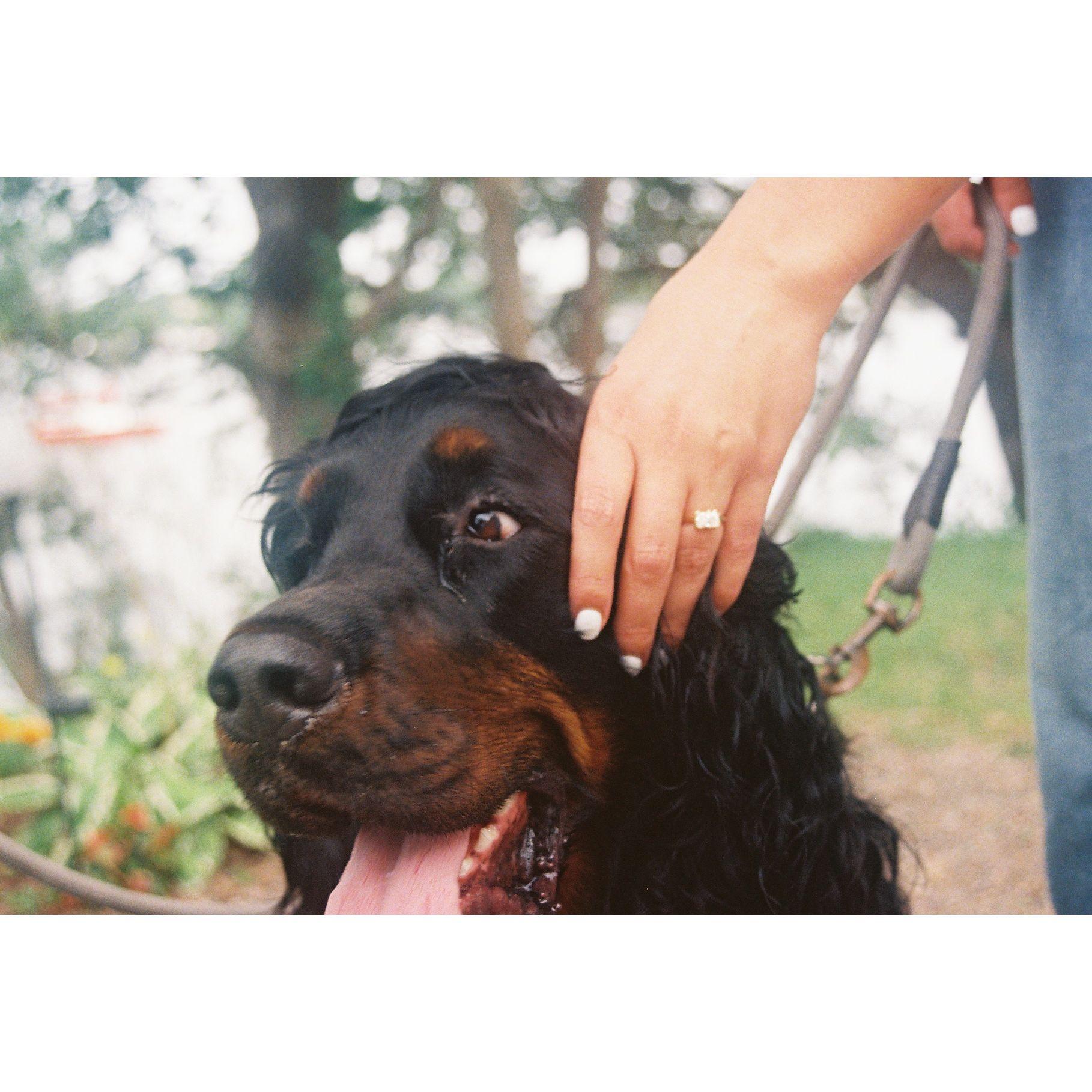 Hobbes helped us get engaged!