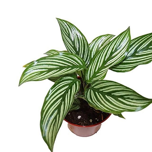 Calathea Vitatta (Peacock Plant) - 4" from California Tropicals