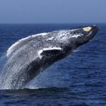 Hyannis Whale Watcher Cruises