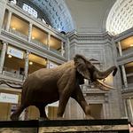 Smithsonian National Museum of Natural History