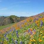 Figueroa Mountain