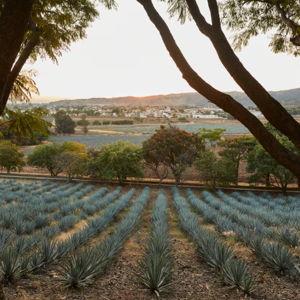 Tequila, Mexico - Tequila Tour