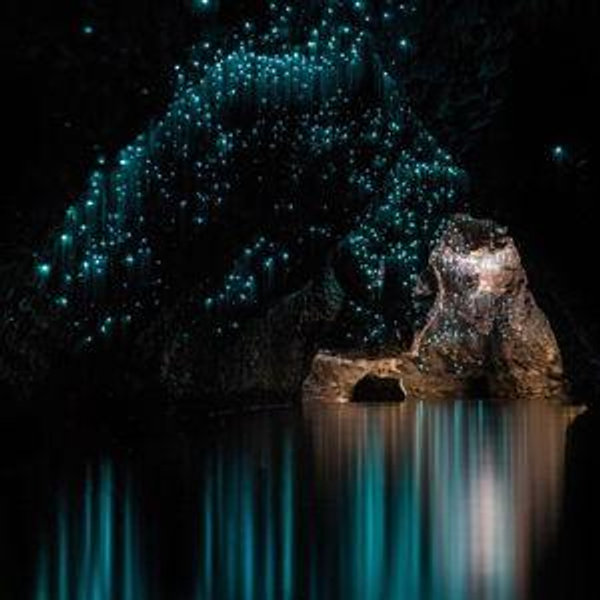 Visit to the Glow Worm Caves!
