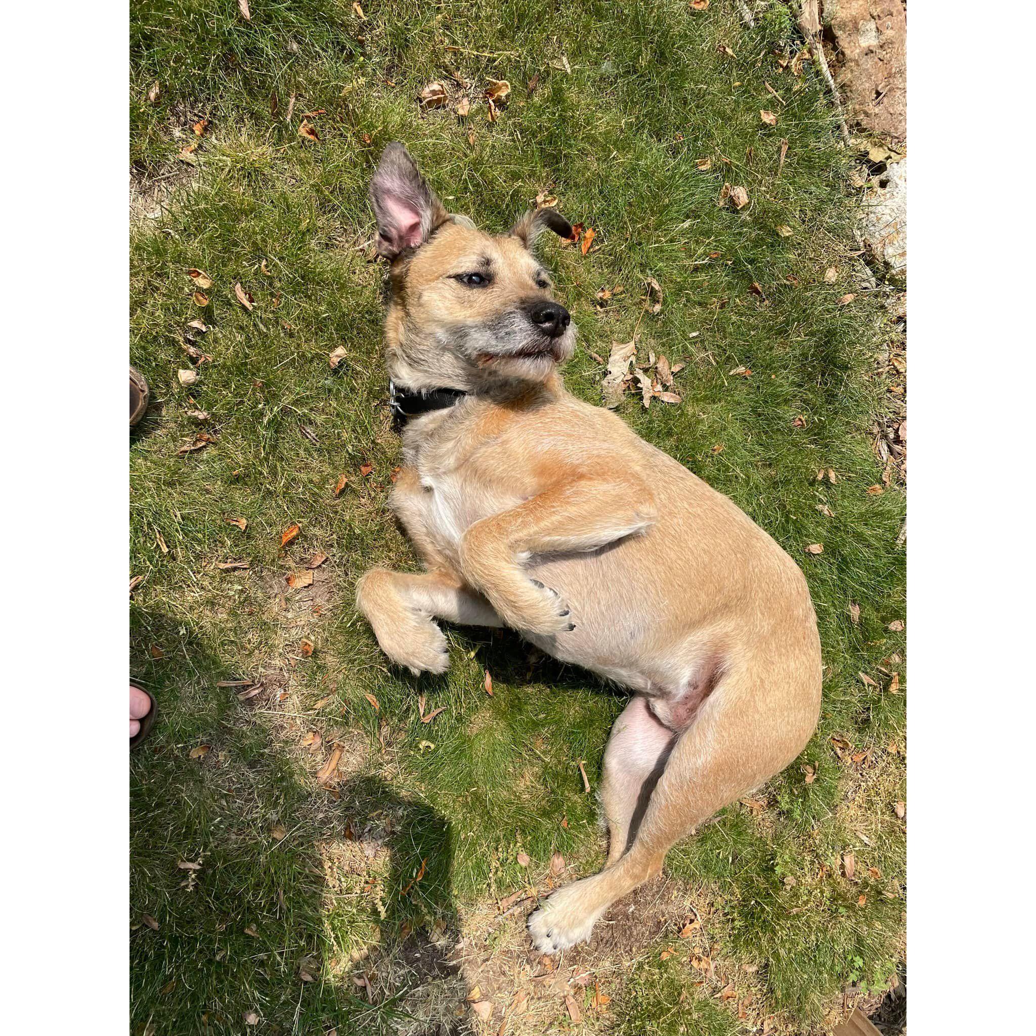 Pupper sun-bathing