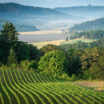 Oregon Wine Country