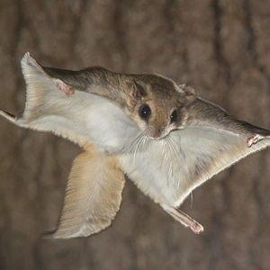Help us become flying squirrels!