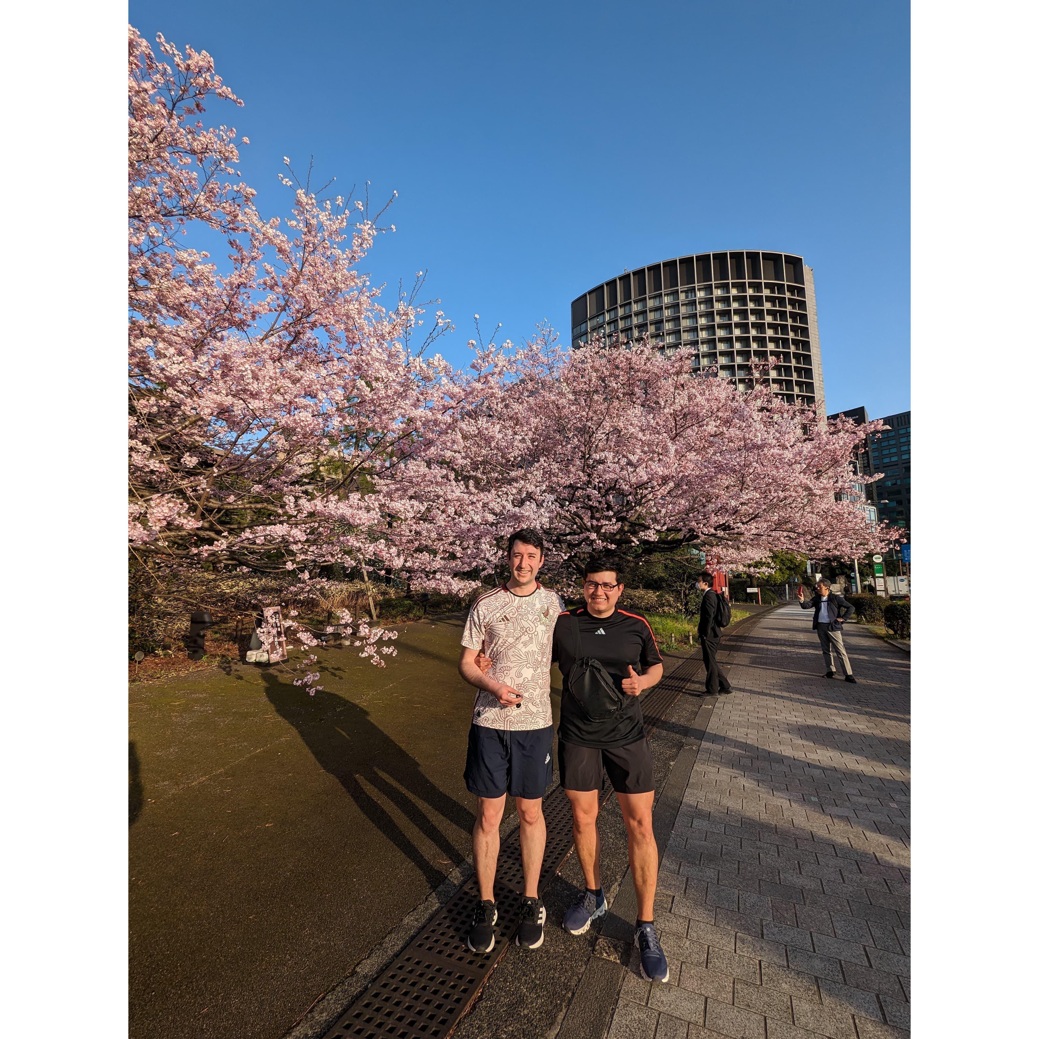 Running with sakuras