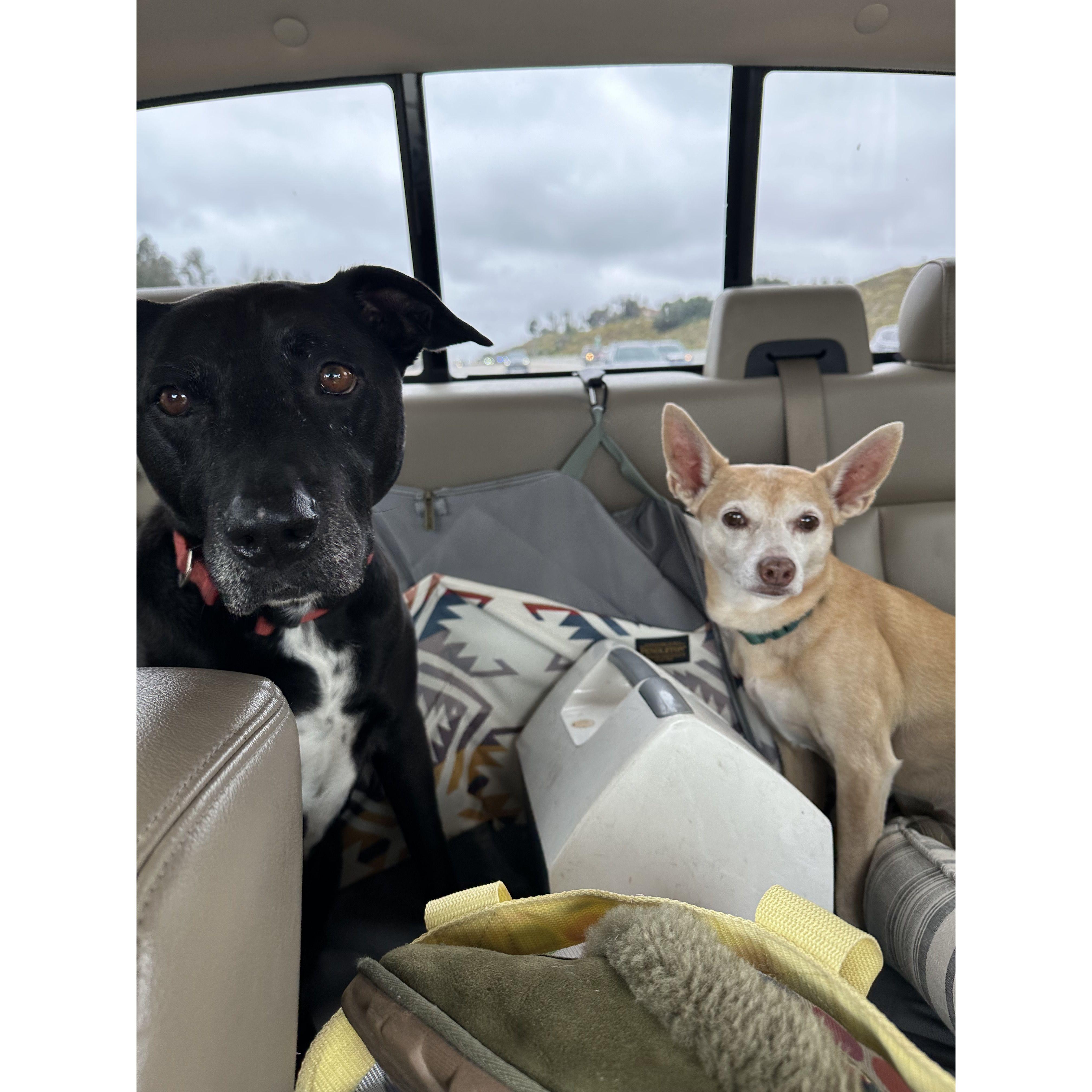 Maggie & Zoe - our favorite travel buddies. May 2023.