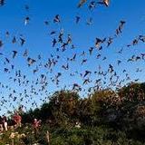 Frio Bat Flight Tours
