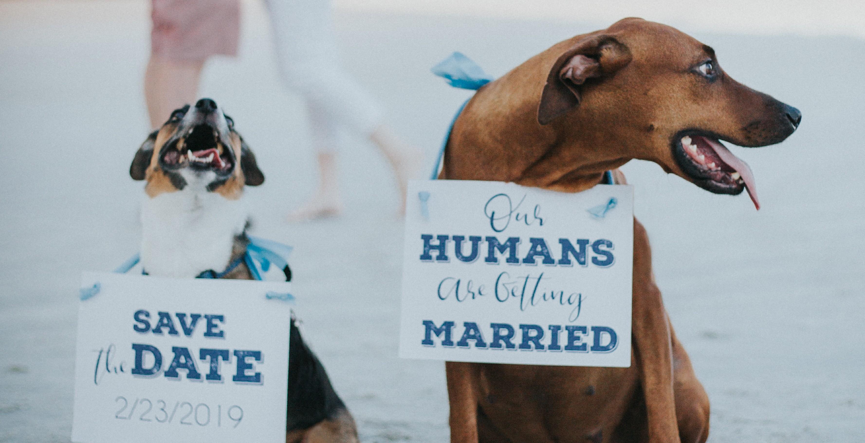 The Wedding Website of Beth Anne Kieft and Courtney Consolazio