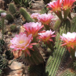 Tucson Botanical Gardens