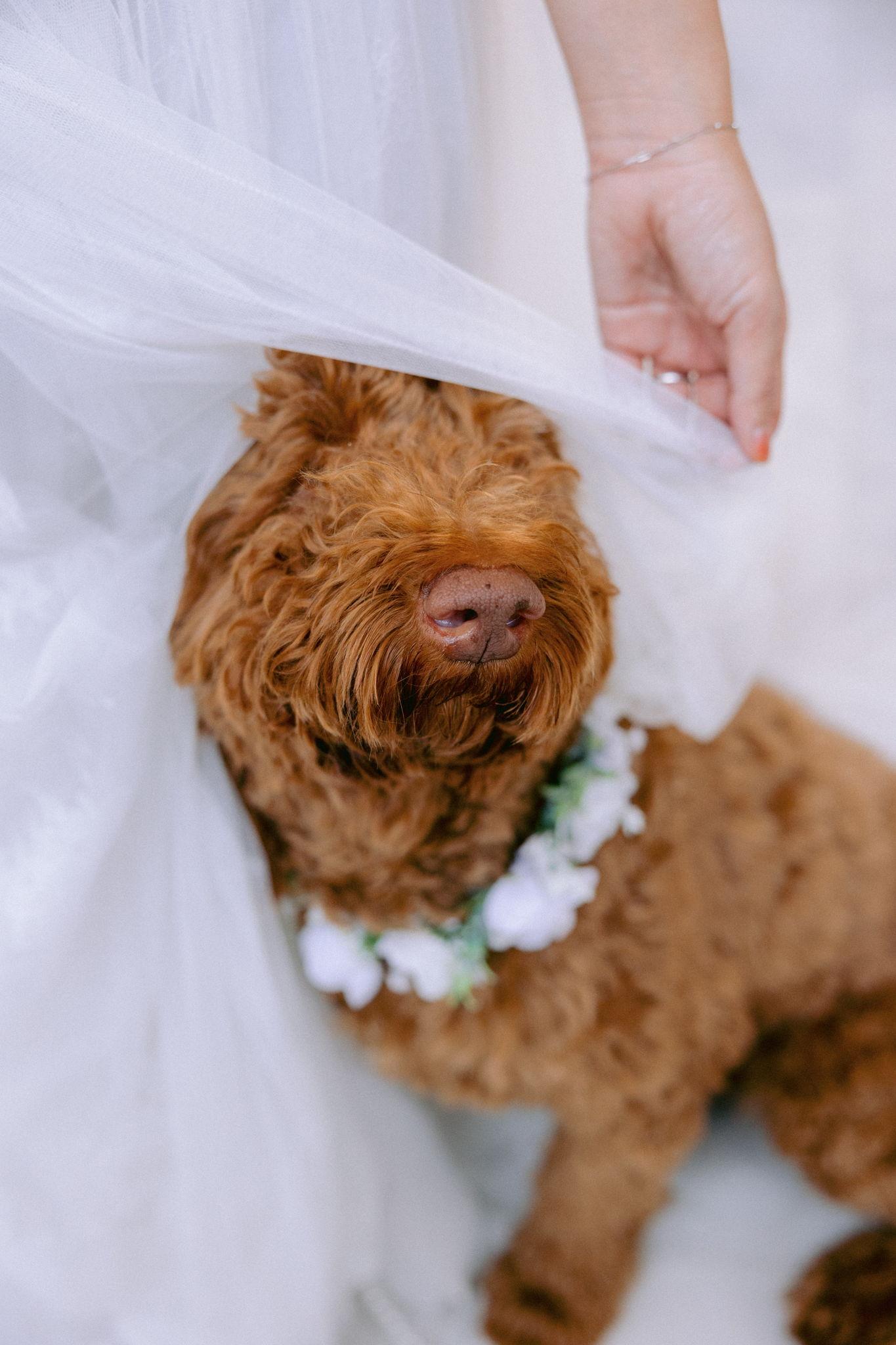 The Wedding Website of Sherry Lee and Kartik Tiwari