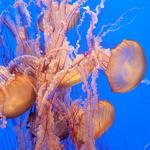 Monterey Bay Aquarium