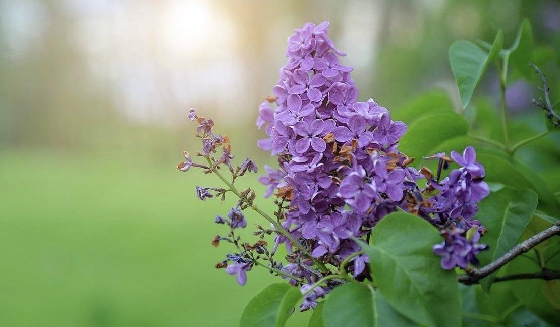 The Wedding Website of Morgan Speer and Carson Tuxhorn