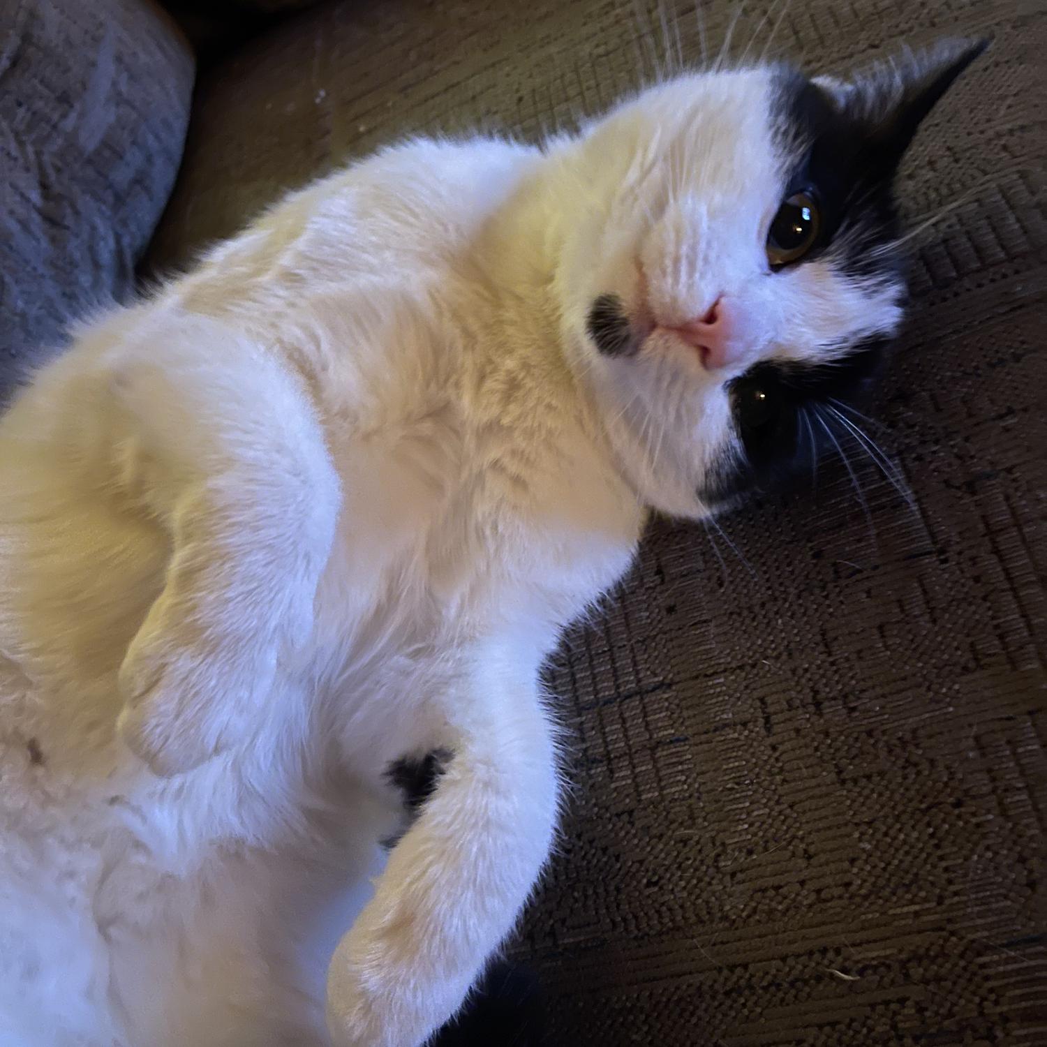 Our baby girl Perdita
