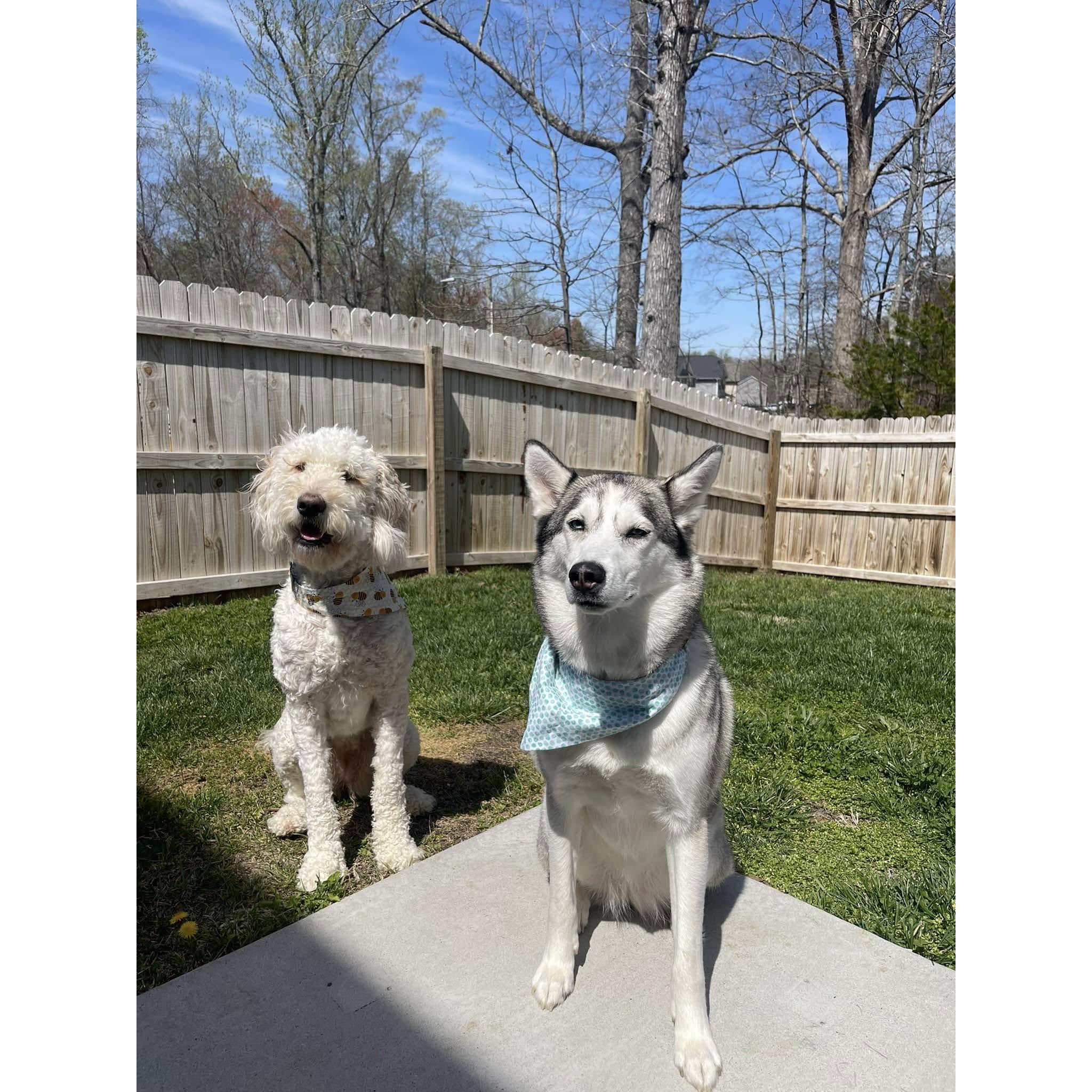 Our babies - Honey and Jody