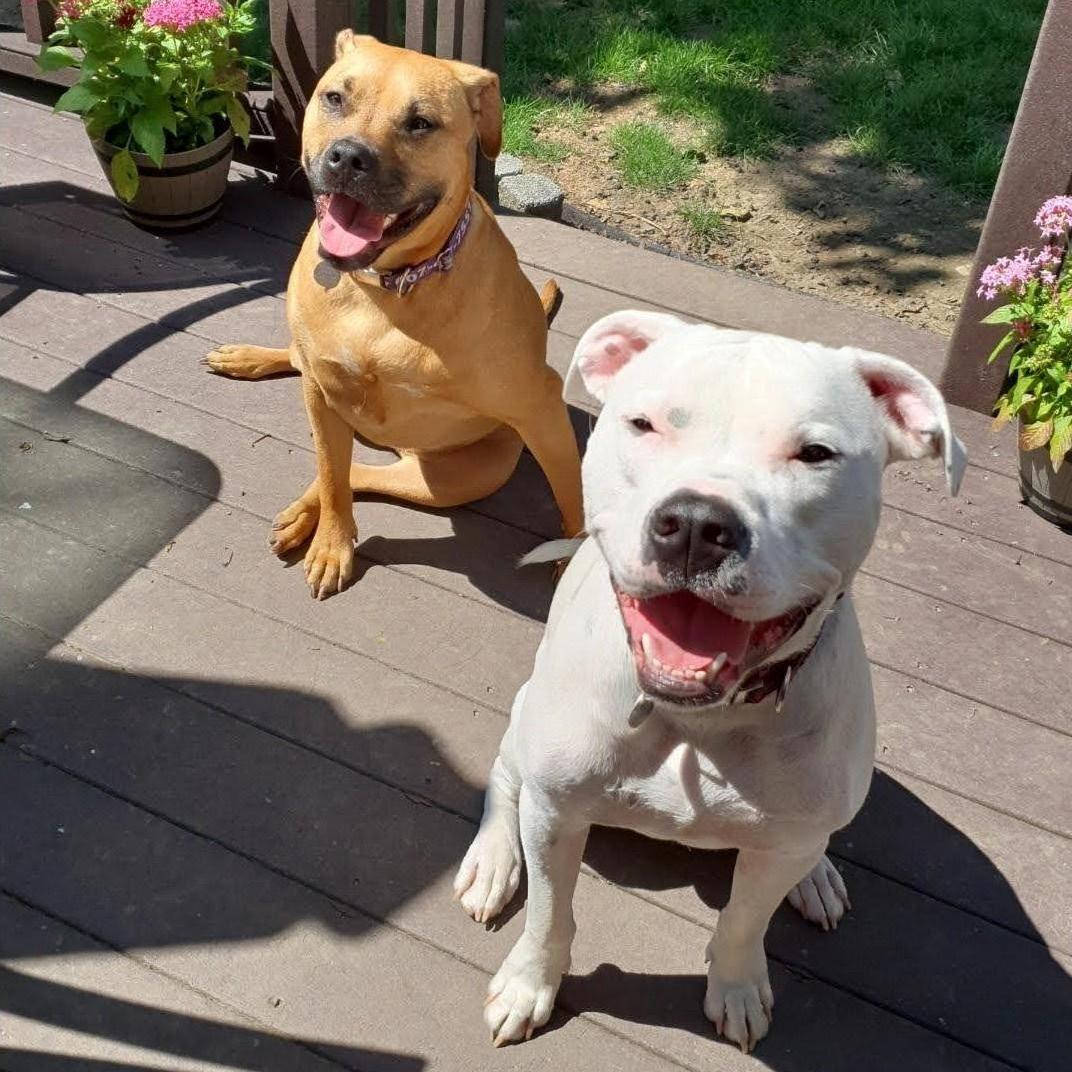 Our sweet fur babies Riley and Benny